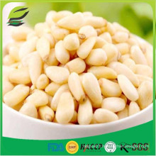 bulk pine nut kernels for sale